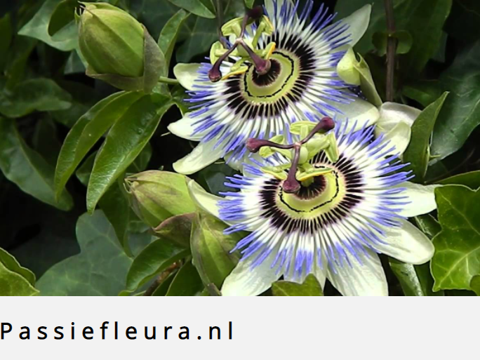Passiefleura Hoveniers